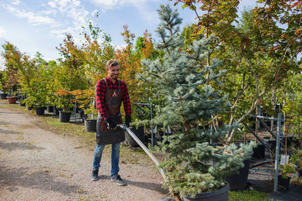 How Our Tree Care Process Works  in Fellsburg, PA